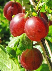 Red Amla Plant