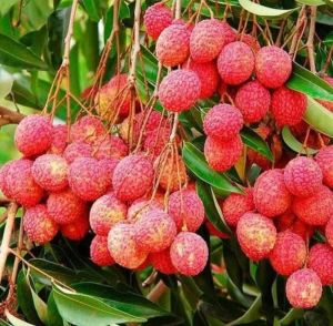 Shahi Litchi plant