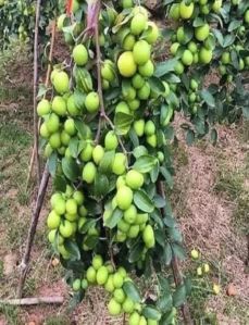 Thai Apple Ber Plant