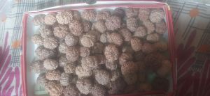 Rudraksha Beads