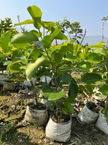 Black Jamun Plants