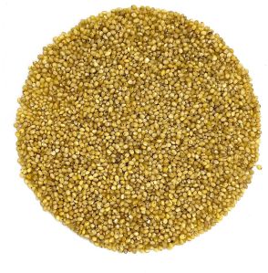 Foxtail Millet Seeds