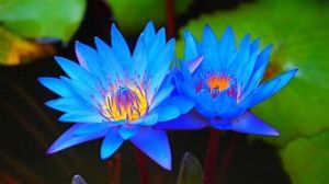 Blue Lotus