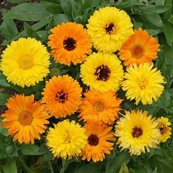 Calendula Flowers