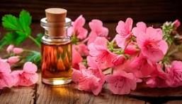 Geranium Oil