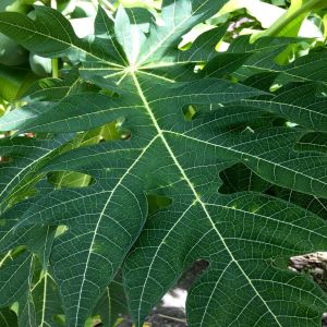 Green Papaya Leave