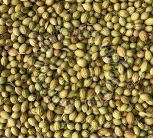 Green Coriander Seeds