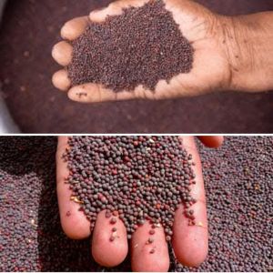 Black Mustard Seeds