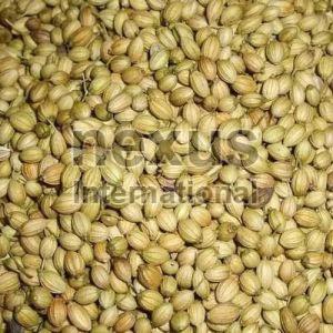 Coriander Seed