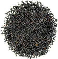 Black Canola Seeds