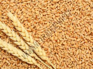 Brown Wheat Seeds