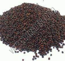 Dried Canola Seeds