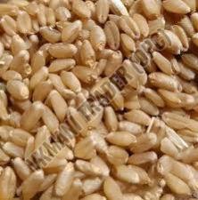 Dried Wheat Seeds