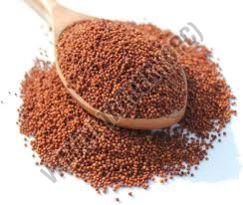 Finger Millet Seeds