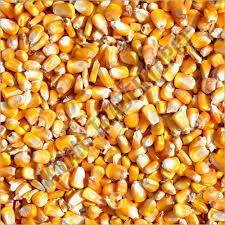 Hybrid Maize Seeds