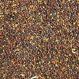 Natural Canola Seeds