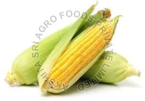 Fresh Maize