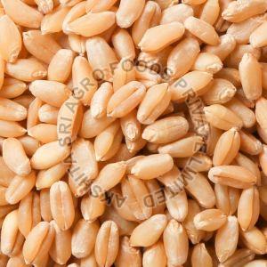 Natural Wheat Seeds