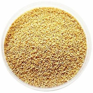 foxtail millet