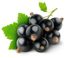 black currant