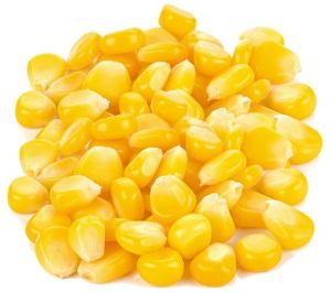 Frozen Sweet Corn