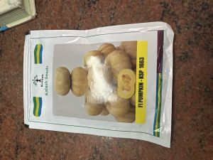 F1 Hybrid Pumpkin Seeds