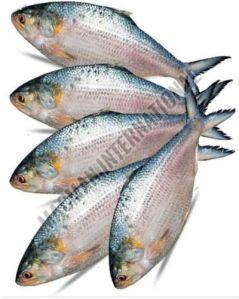 Fresh Hilsa Fish