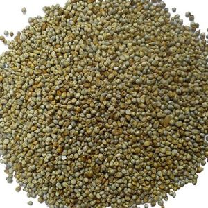 Green Millet Seeds