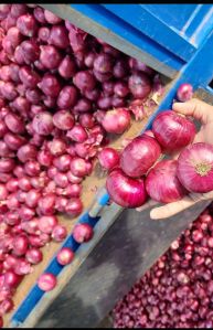 Indian Red Onion