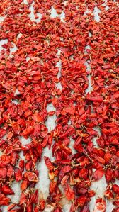 red chilli