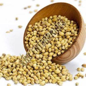 Coriander Seeds