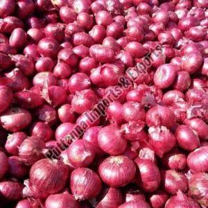 Fresh Red Onion