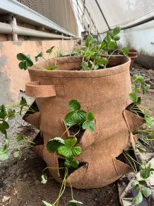 Vertical strawberry Grow bag