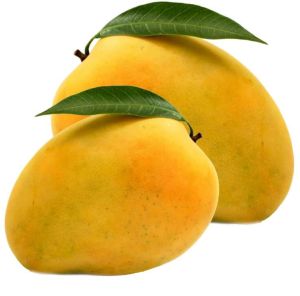 Fresh Alphonso Mango