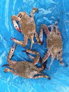 Crab Pickle