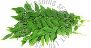 Fresh Curry Leaves