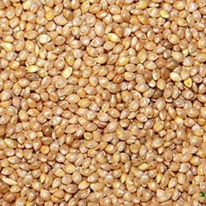 Barnyard Millets Seeds