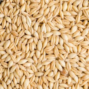 Premium Barley Grain
