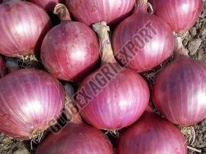 Fresh Red Onion