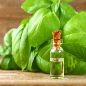 Basil Essential Oil