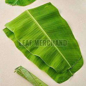 Natural Green Banana Leaves