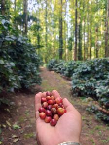 Raw Robusta Coffee Beans