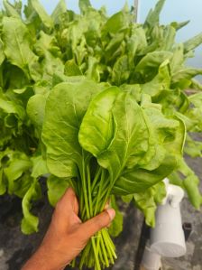 Fresh Spinach Leaves