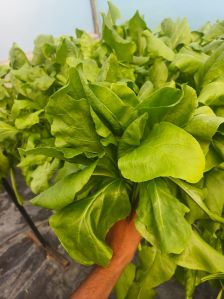 Fresh Spinach Leaves