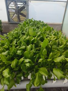 Italian Basil Leaves