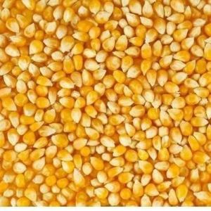 Natural Yellow Maize Seeds