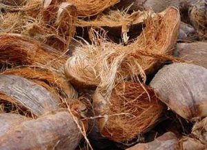 Brown Coconut Husk