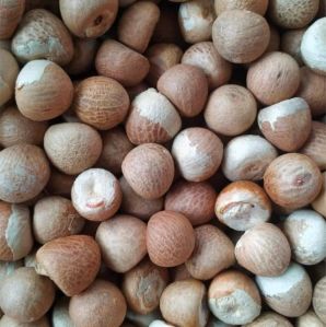 Areca Betel Nuts