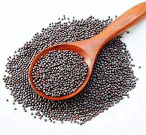 Black Mustard Oil Seeds