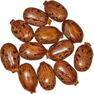 Castor Oil Seeds